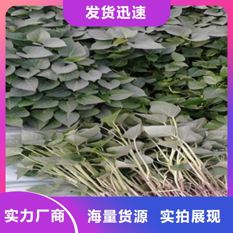 紫薯苗實力雄厚
