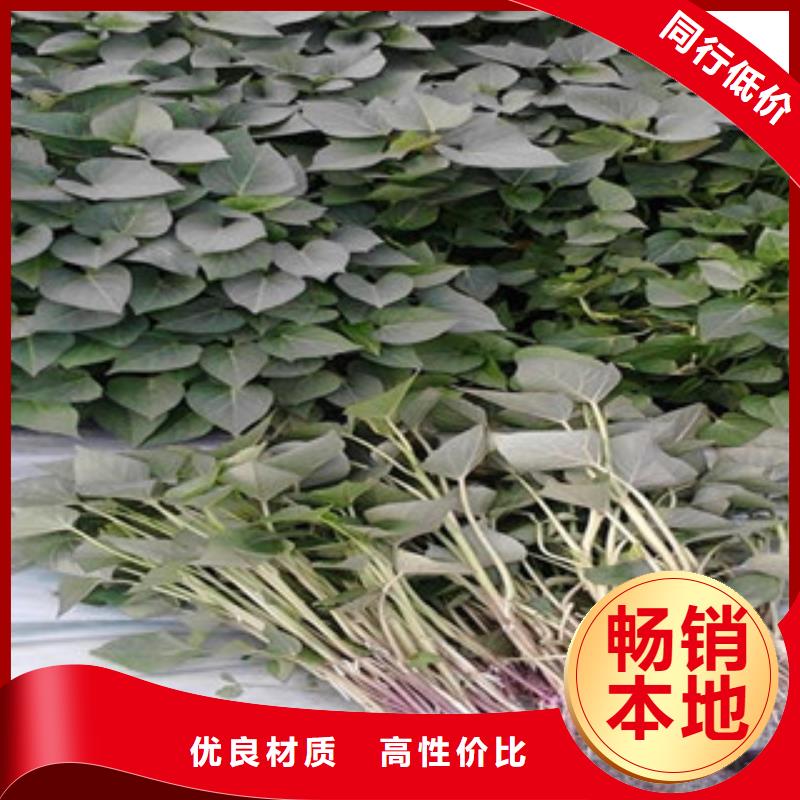 紫紅薯苗歡迎來電咨詢
