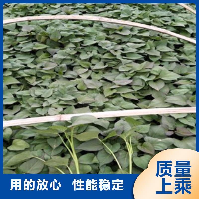 紫薯苗能滿足您的需求