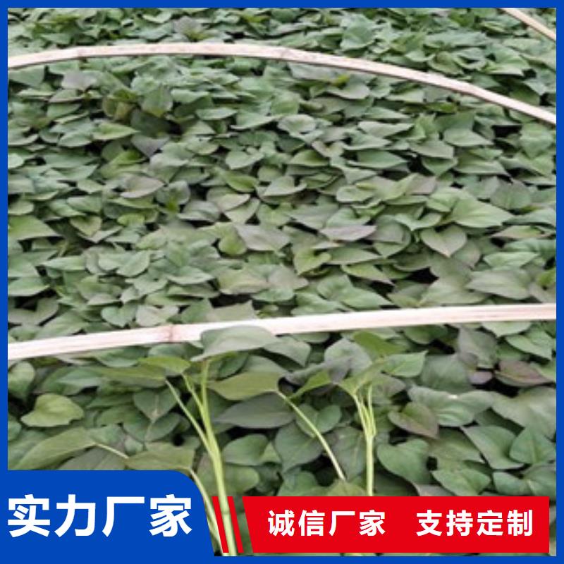 紫薯苗全國銷售點(diǎn)