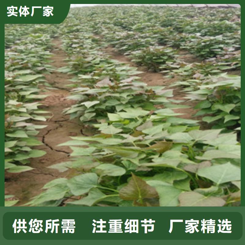 紫薯苗實力雄厚