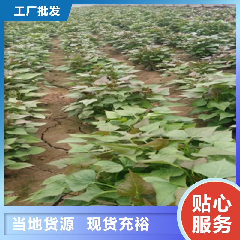 紫薯苗-紫薯苗供貨商