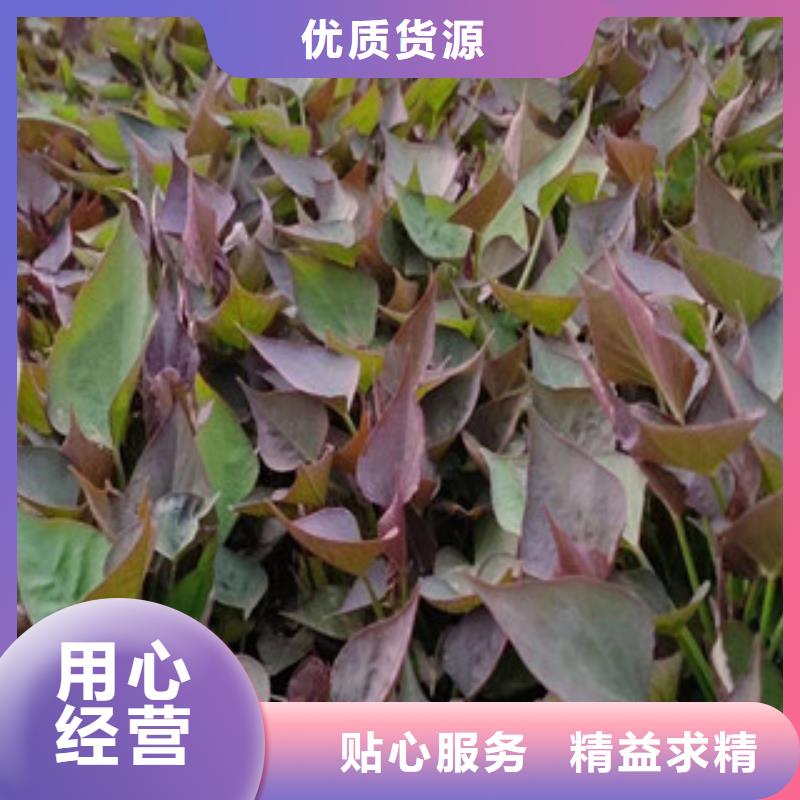 發貨及時的紫薯苗基地