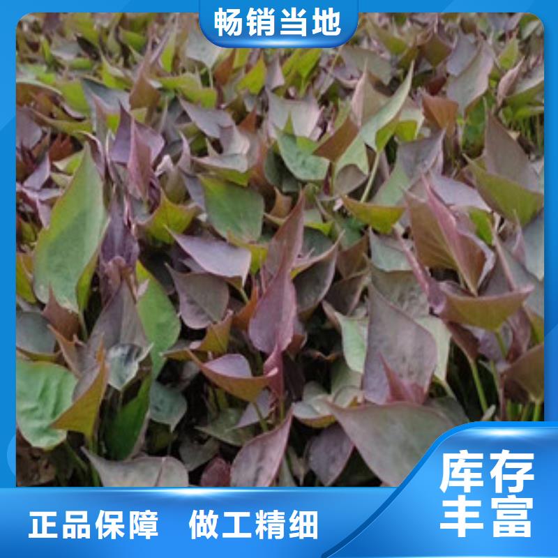 紫薯苗子