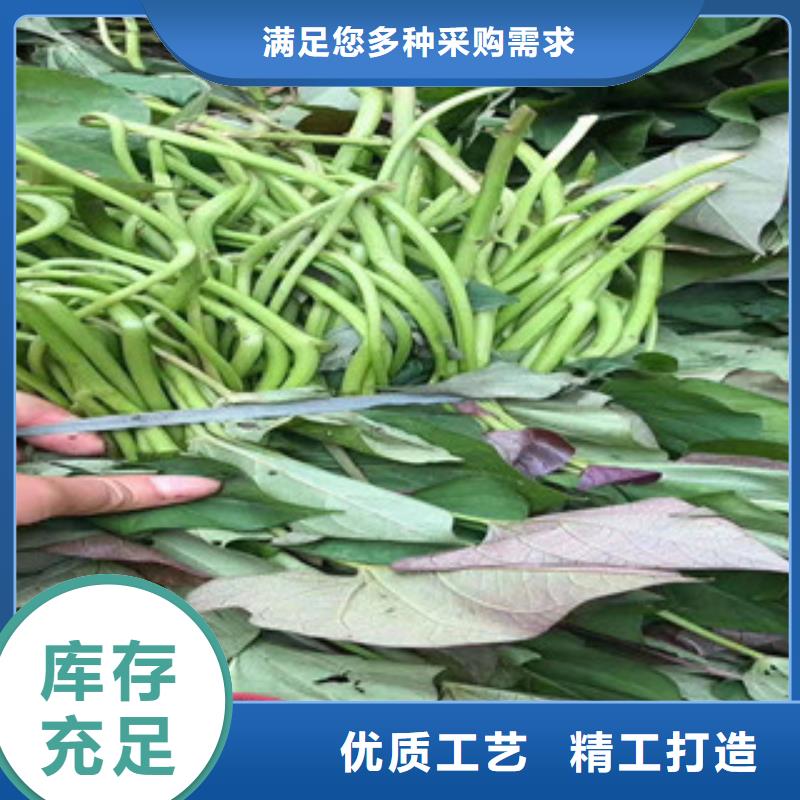 紫薯苗子歡迎致電