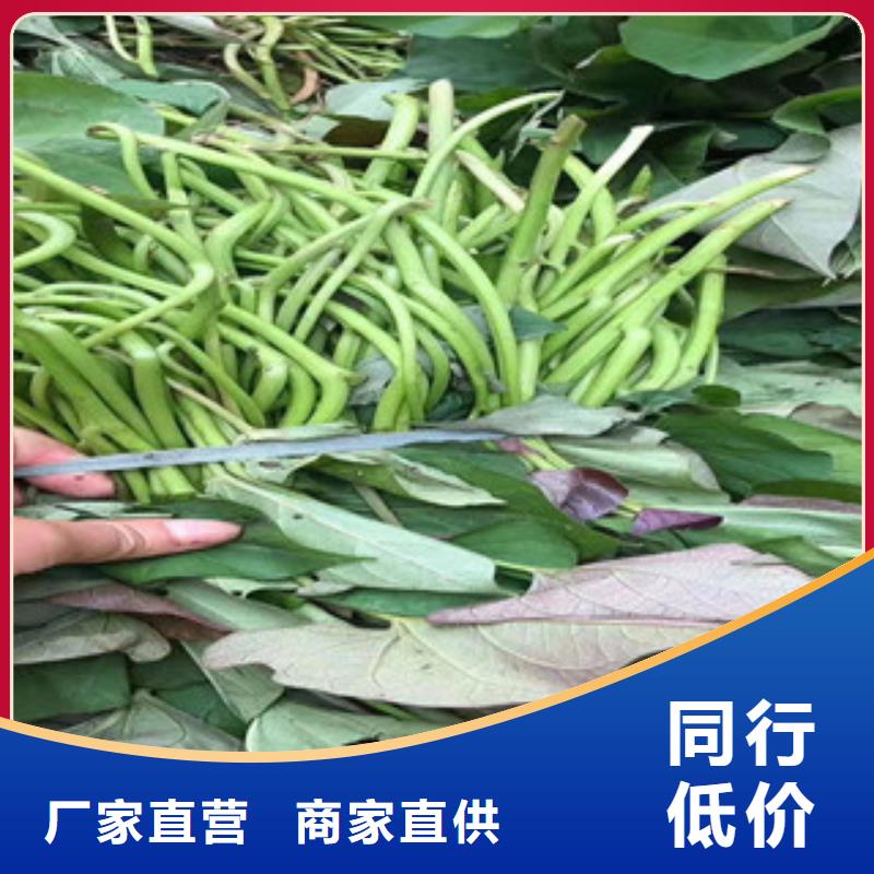 紫薯苗質(zhì)量有保障的廠家