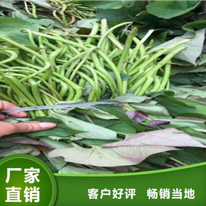 紫薯苗實力雄厚