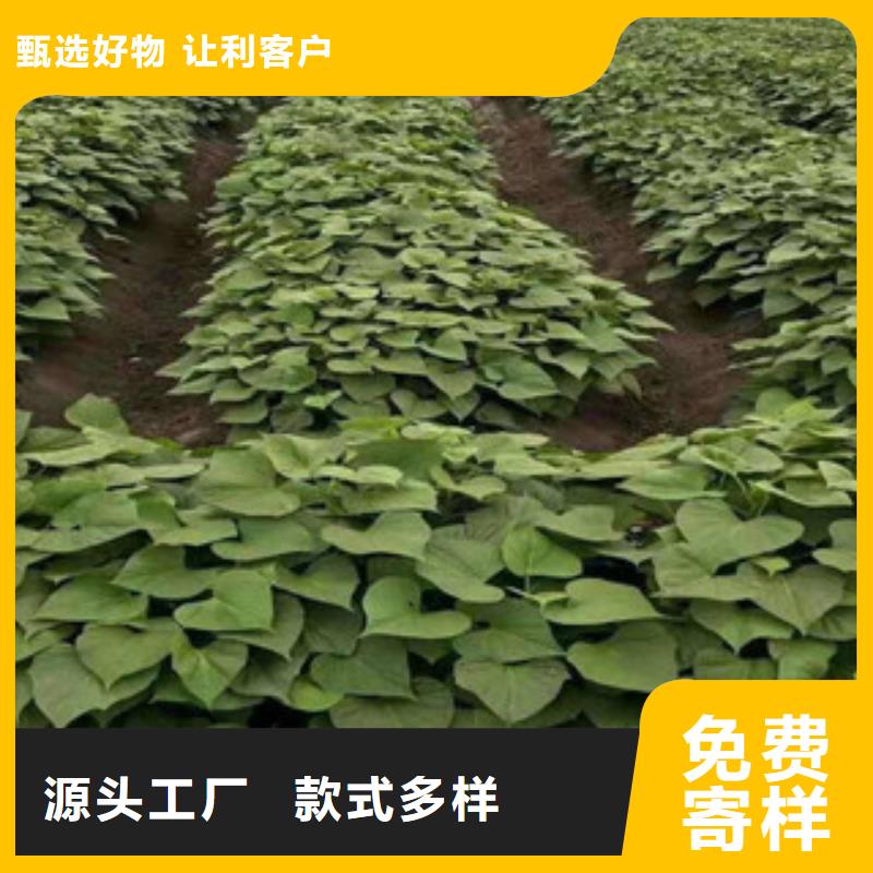 紫薯苗現貨充裕