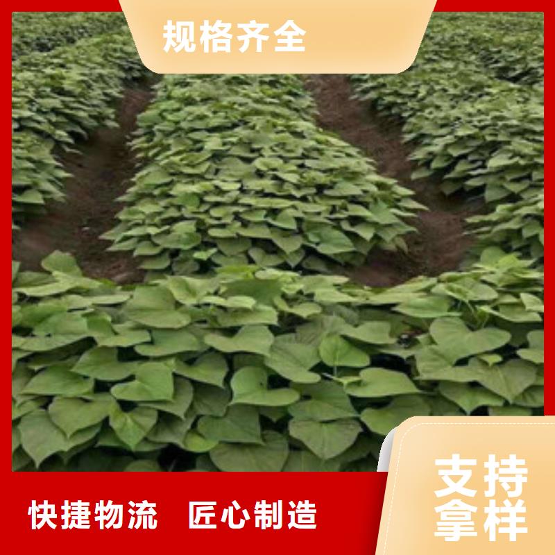 紫地瓜苗廠家