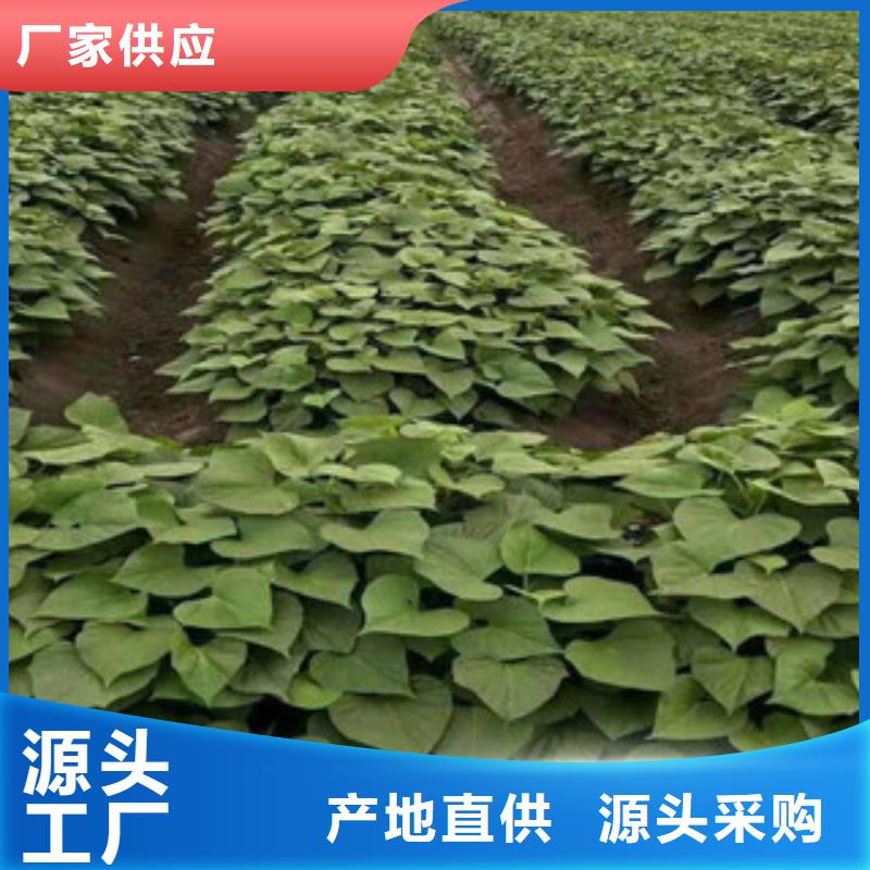 紫薯苗-廠家貨源歡迎咨詢