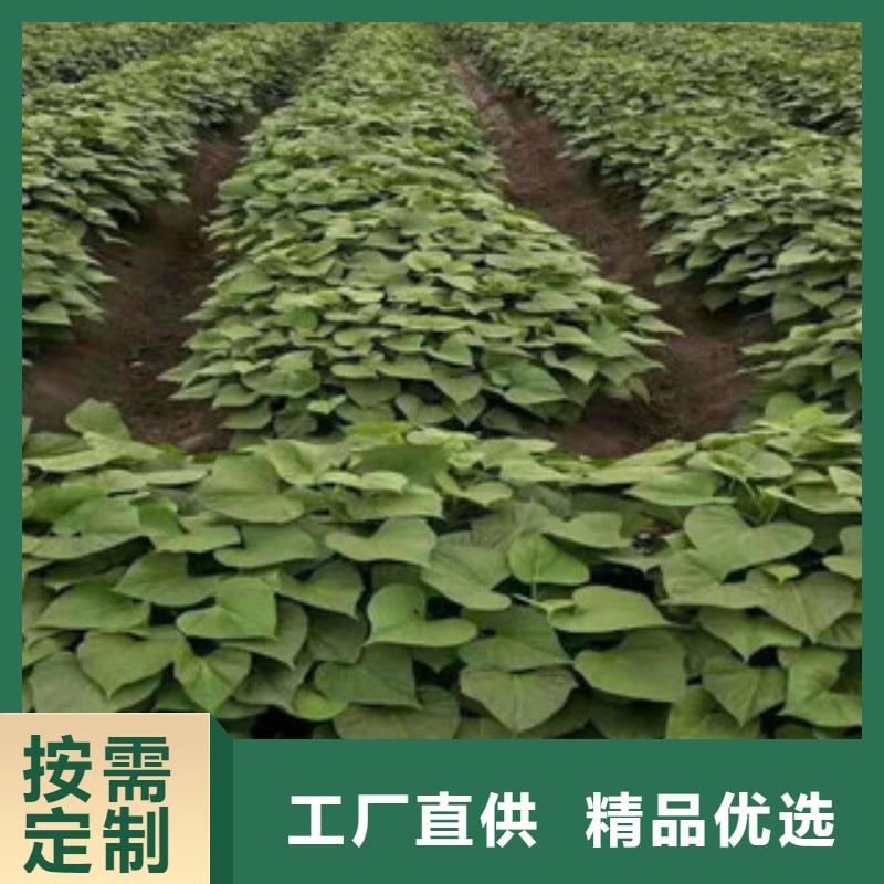 #紫薯苗#專業生產