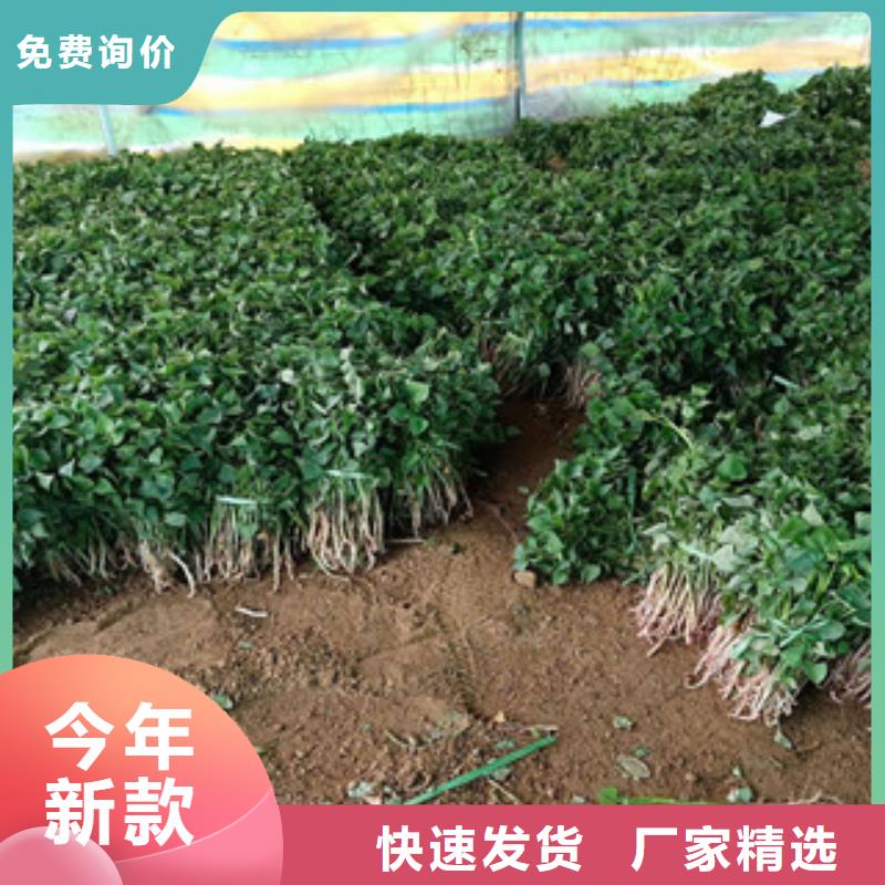 ：紫薯苗供應商