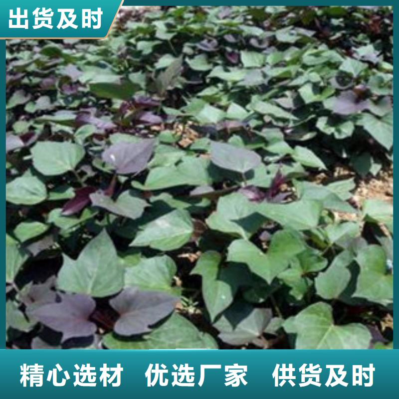 紫薯苗能滿足您的需求