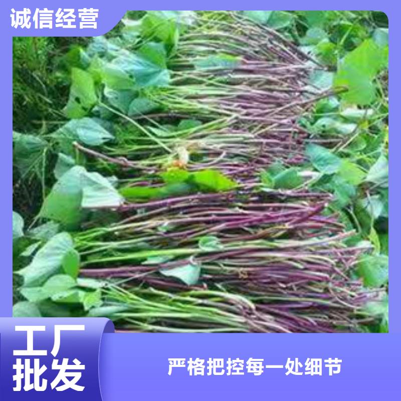 紫薯种苗厂家