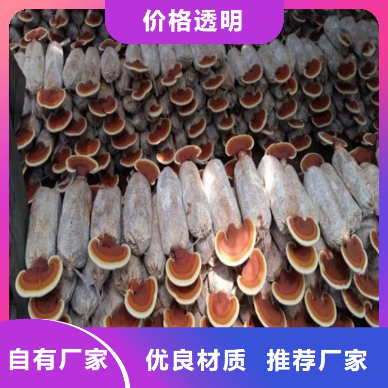 《澳门》批发怎么加盟灵芝孢子粉