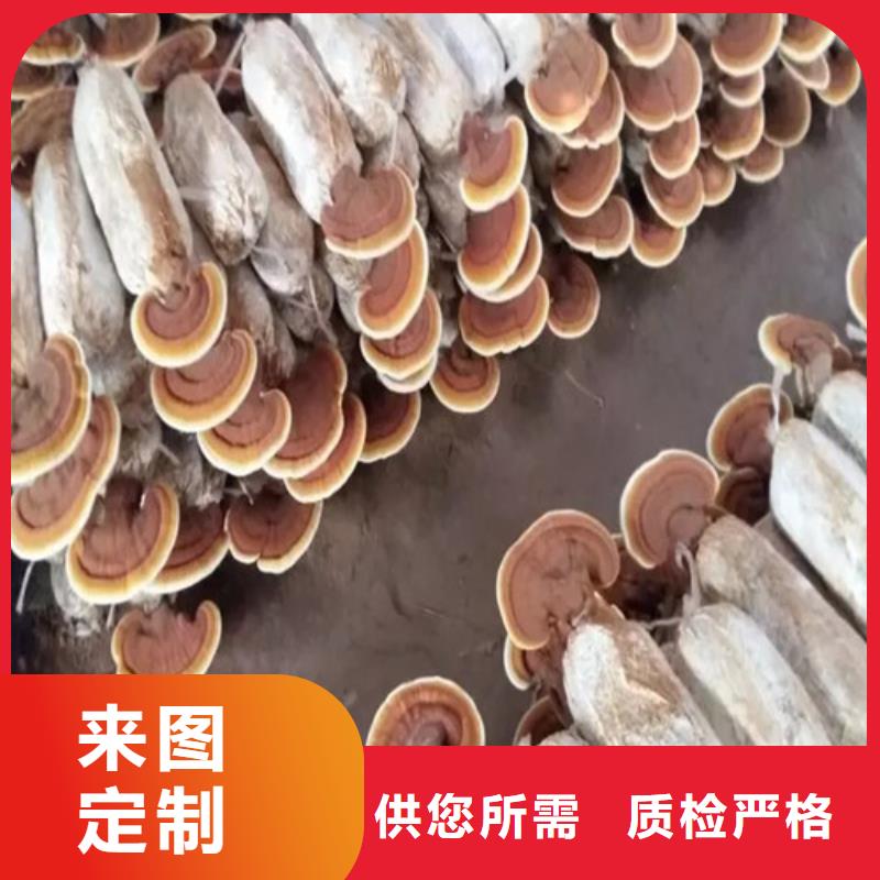 阳高破壁灵芝孢子粉