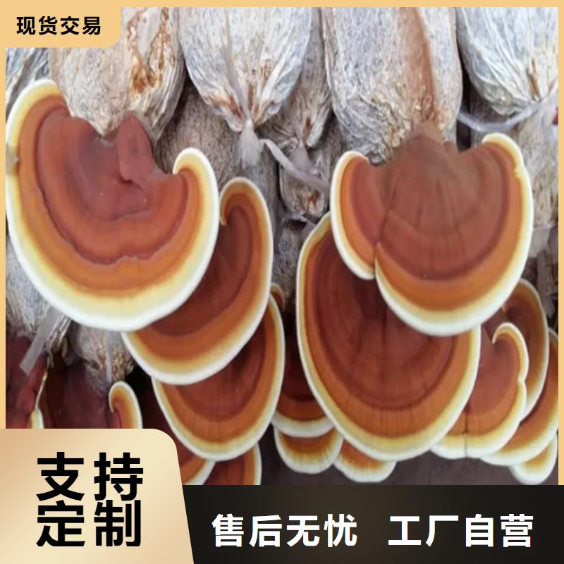 什么人適合吃靈芝孢子粉全國配送