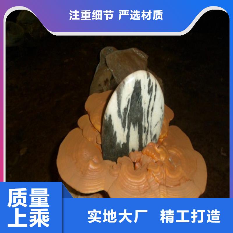 鎮原破壁靈芝孢子粉
