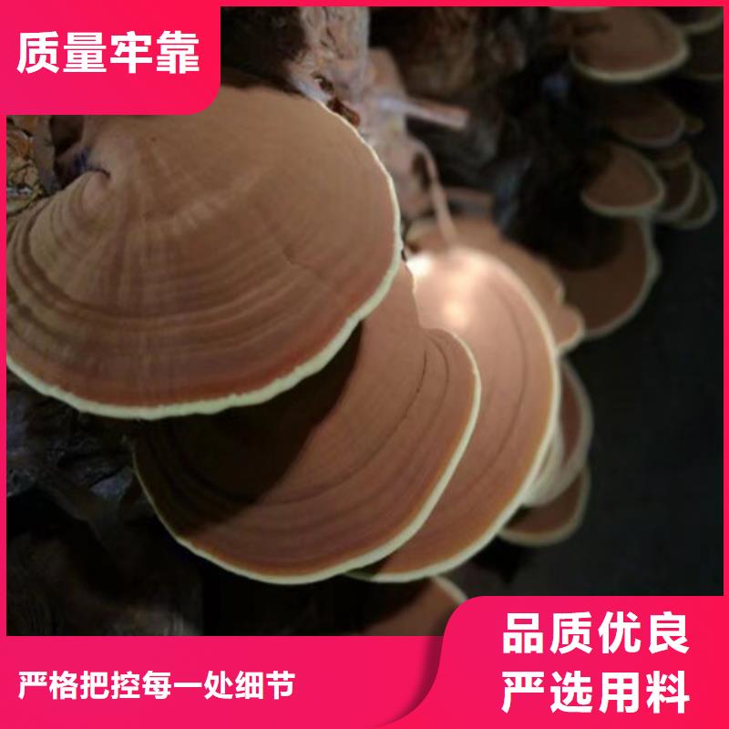 怎么加盟灵芝孢子粉