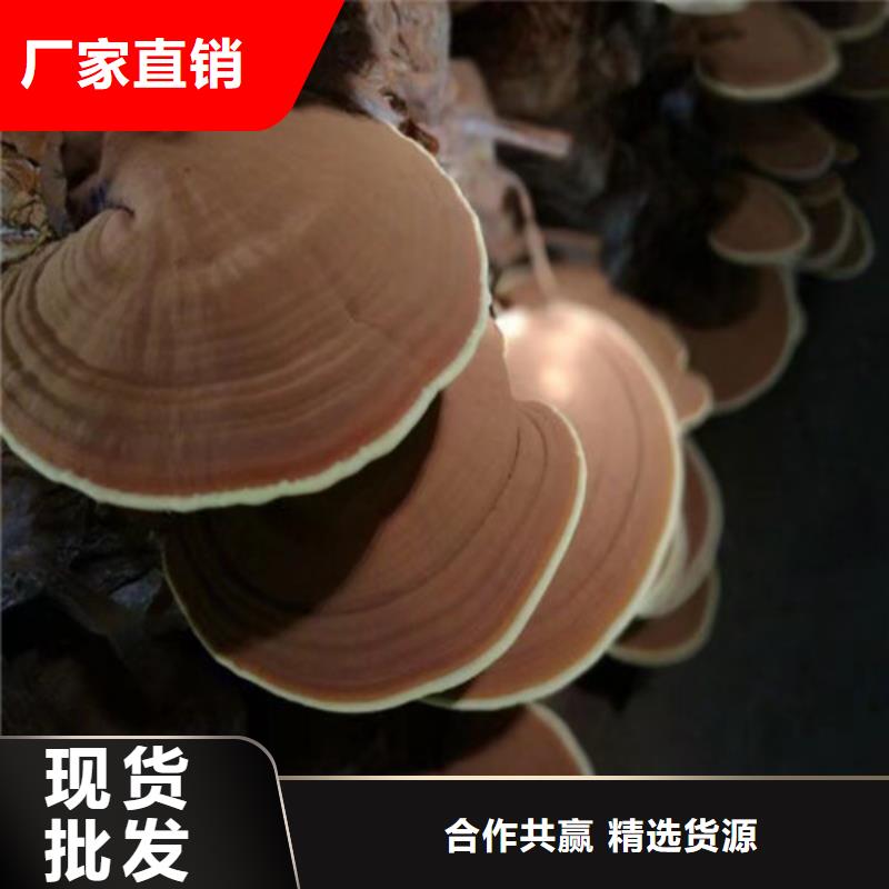 分宜灵芝孢子粉怎么吃