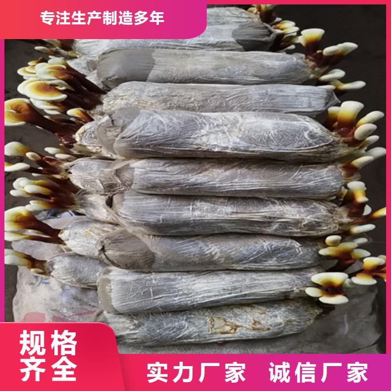 灵芝孢子粉哪里有招商的