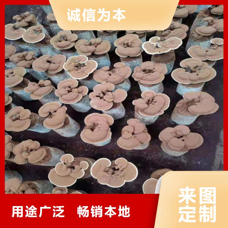 靈芝破壁孢子粉歡迎咨詢