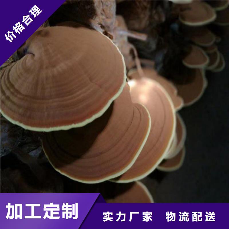 惠东县灵芝孢子粉多少钱一斤