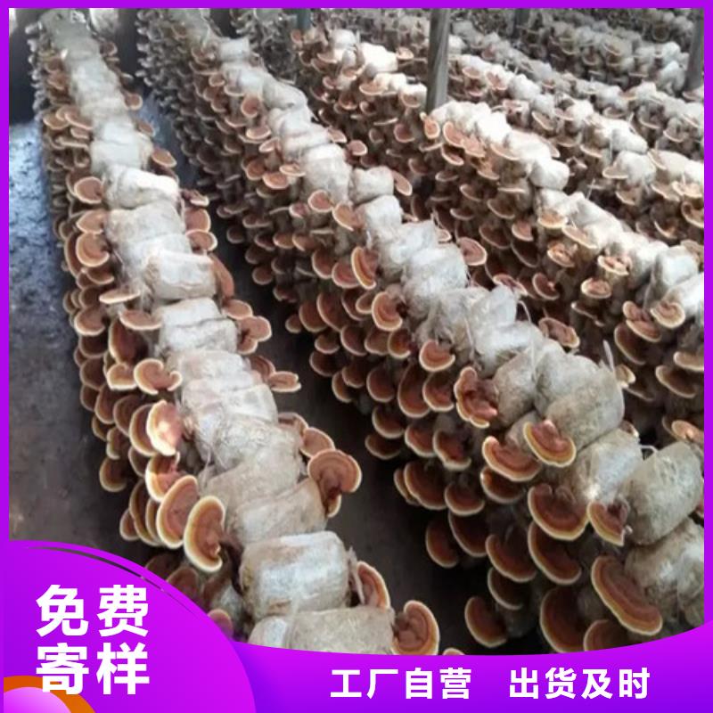 用戶喜愛的靈芝孢子粉生產(chǎn)廠家