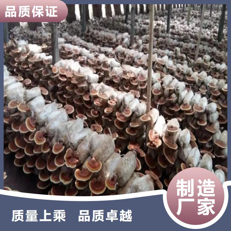 定做靈芝孢子粉的公司