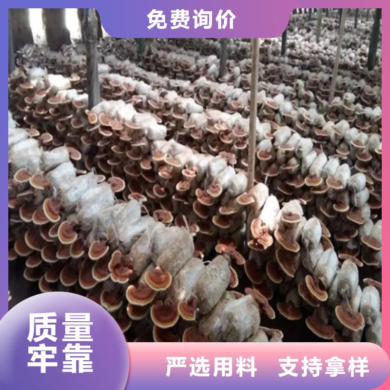 靈芝孢子粉實體廠家