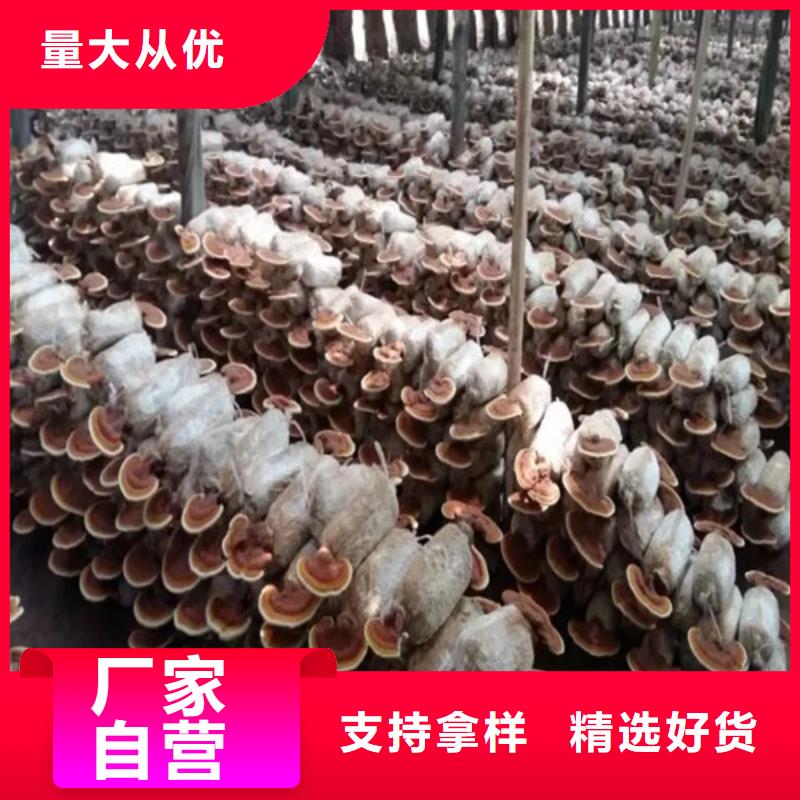 靈芝孢子粉實力廠家