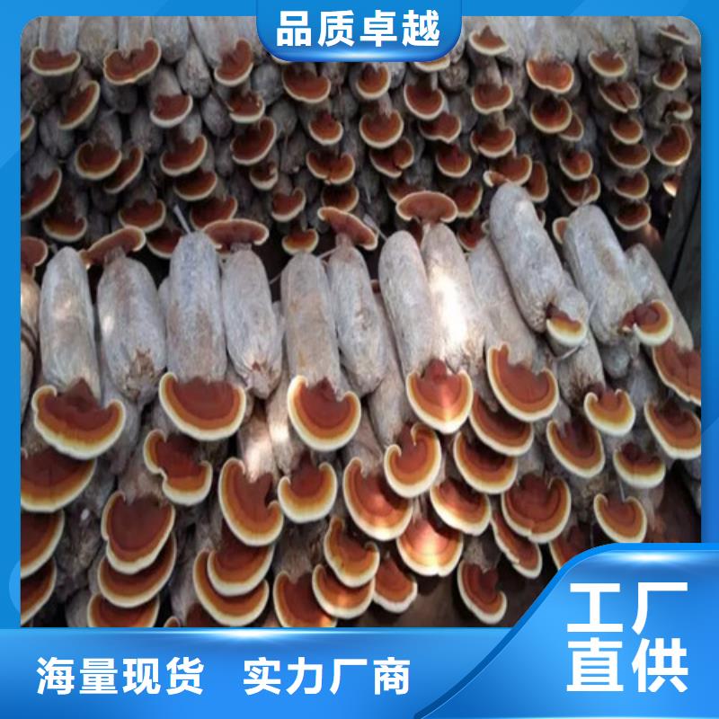 靈芝孢子粉現(xiàn)貨批發(fā)