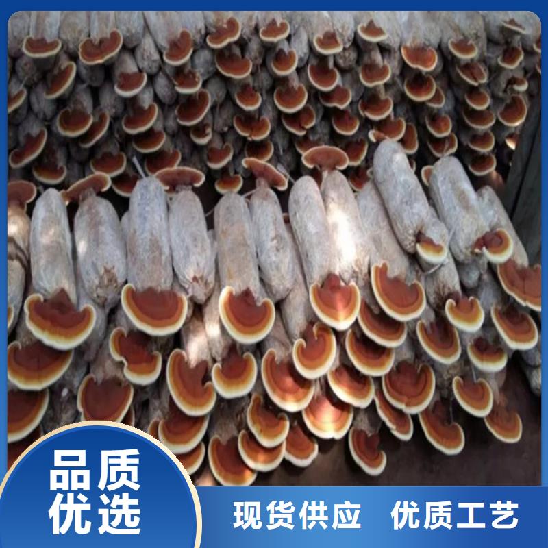 靈芝孢子粉常年批發(fā)