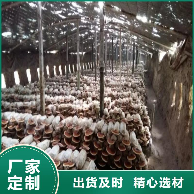 靈芝孢子粉實體廠家
