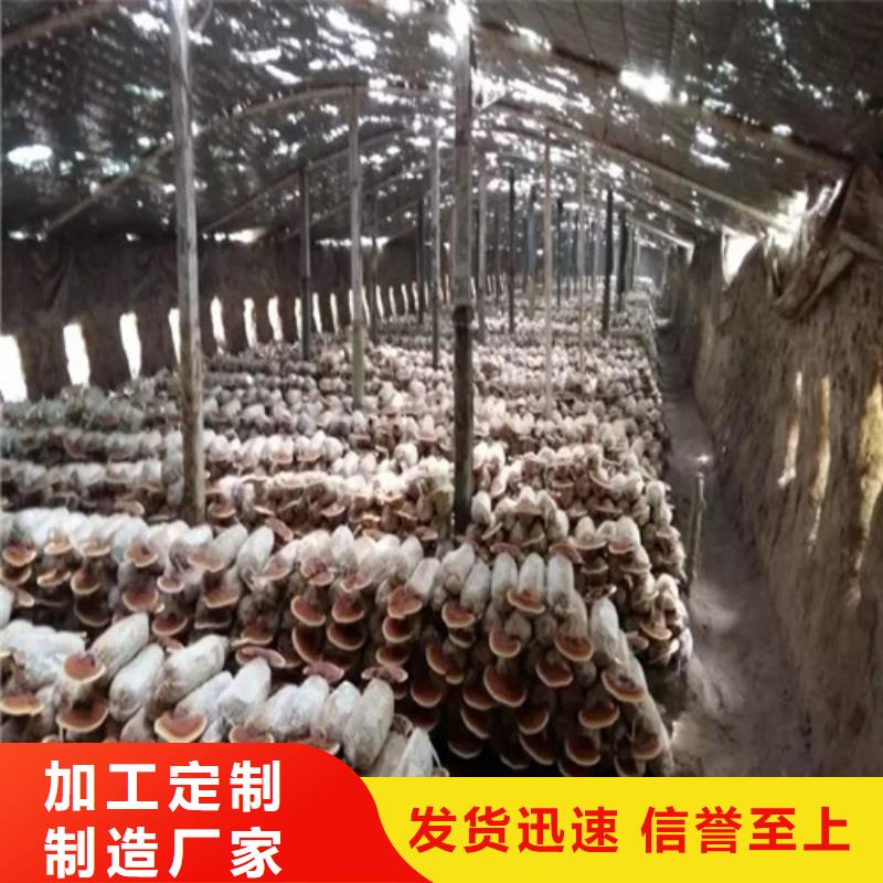 靈芝孢子粉期待您的來電