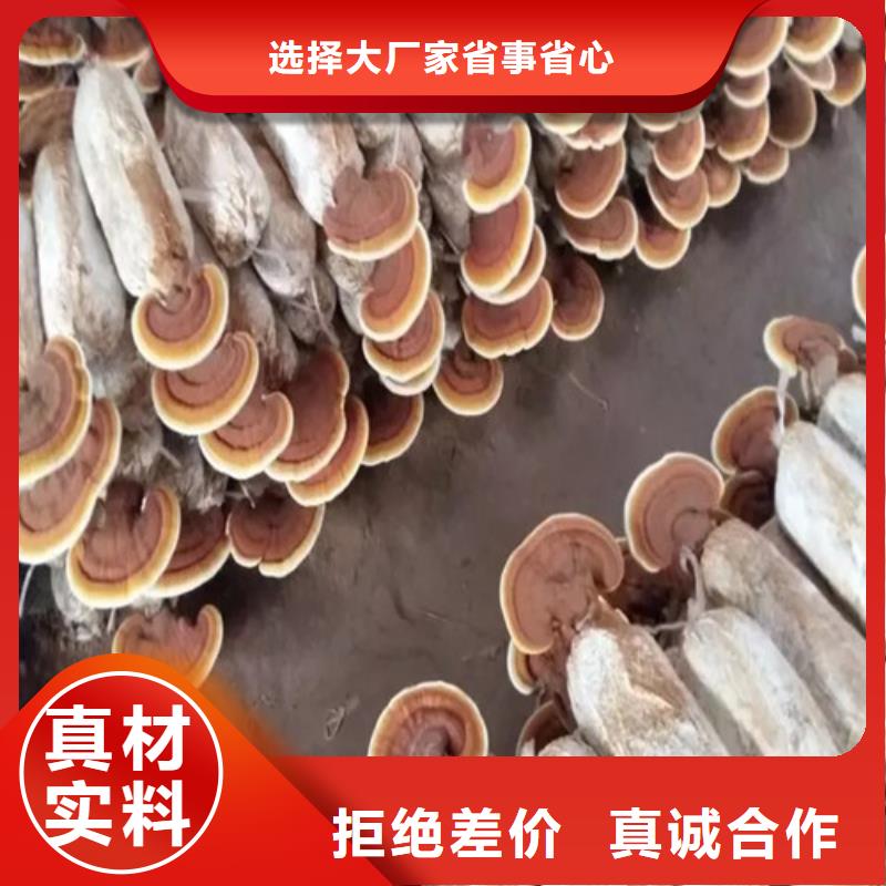 采購靈芝孢子粉必看-質量有保障