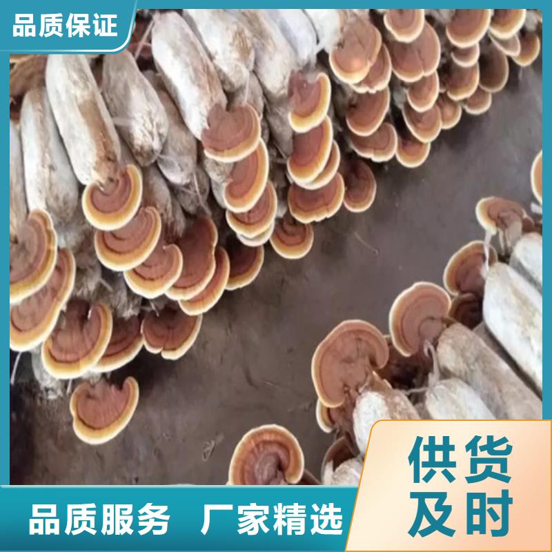 靈芝孢子粉源頭廠家
