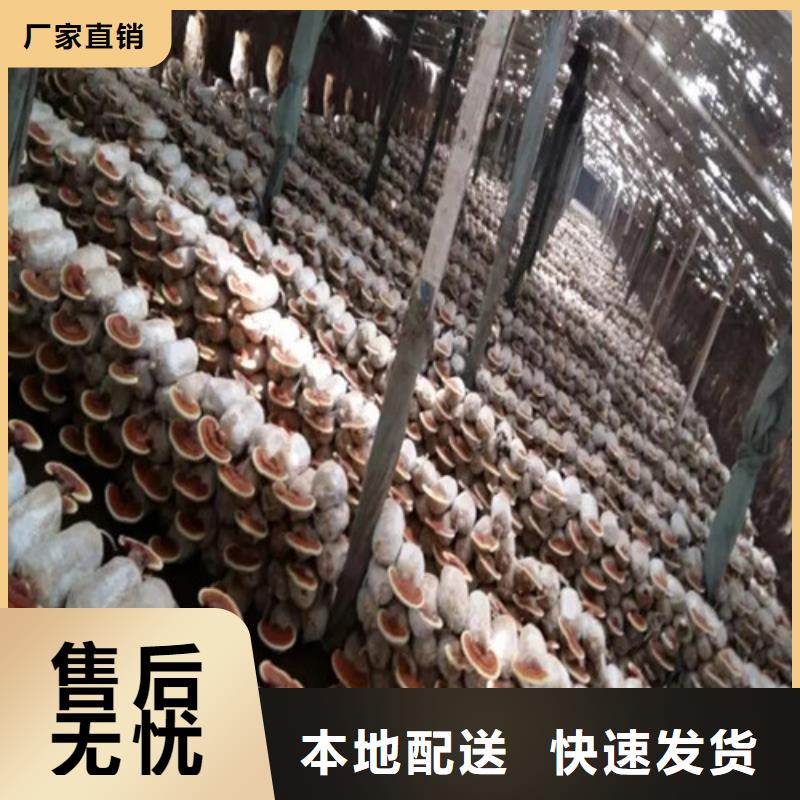 靈芝孢子粉經久耐用