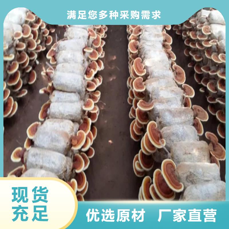 靈芝菌種出廠價格