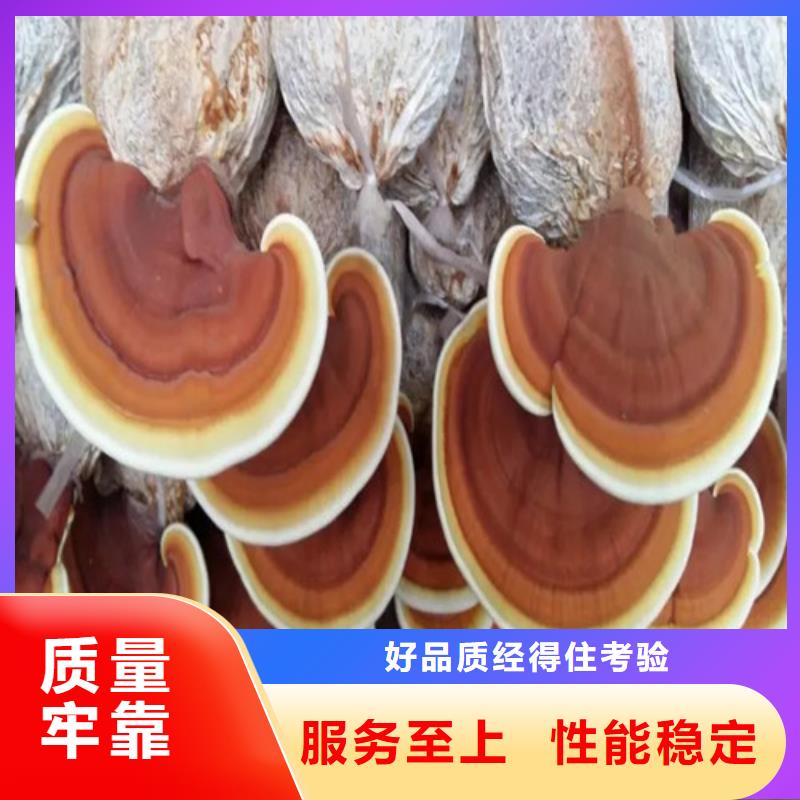 靈芝孢子粉_價格優