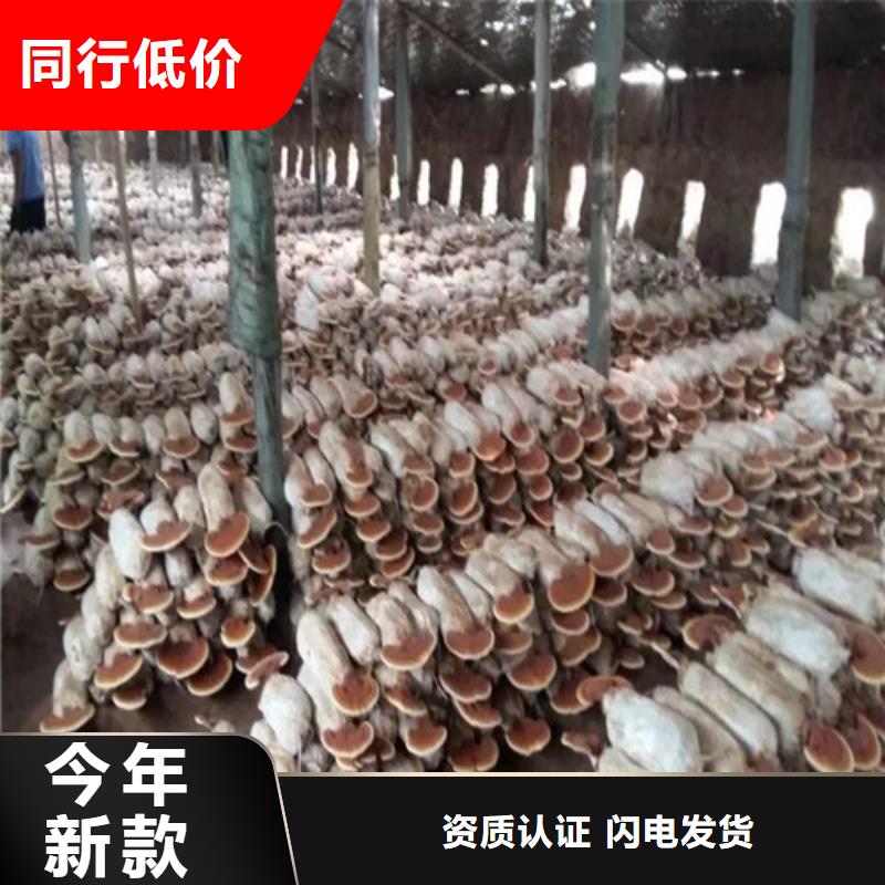 靈芝孢子粉的規格尺寸