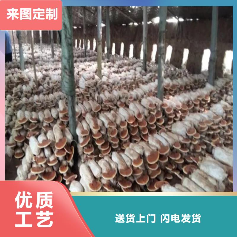 靈芝切片多年老廠
