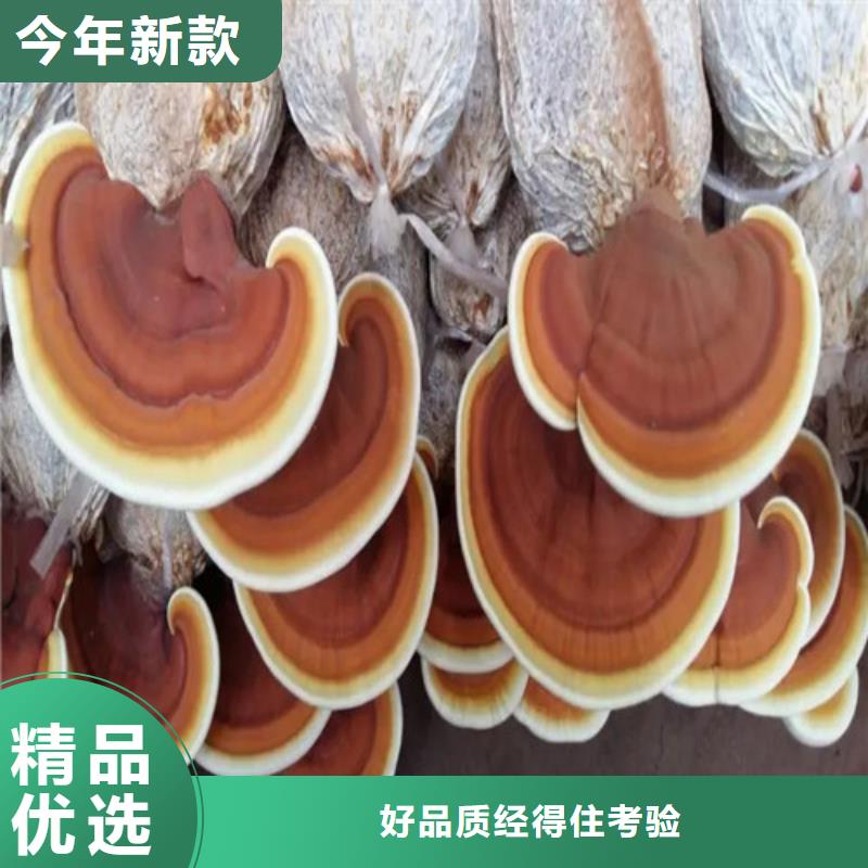 重信譽(yù)靈芝孢子粉供應(yīng)廠家