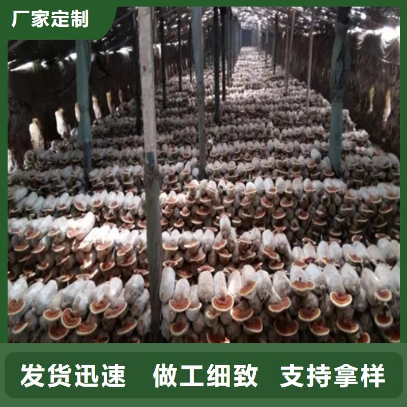 靈芝孢子粉廠家