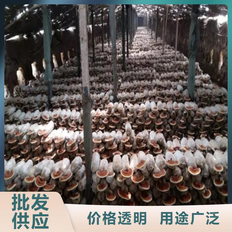 破壁靈芝孢子粉源頭廠家