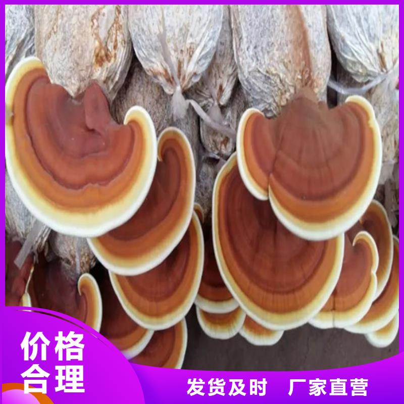 供應批發袋料靈芝-優質