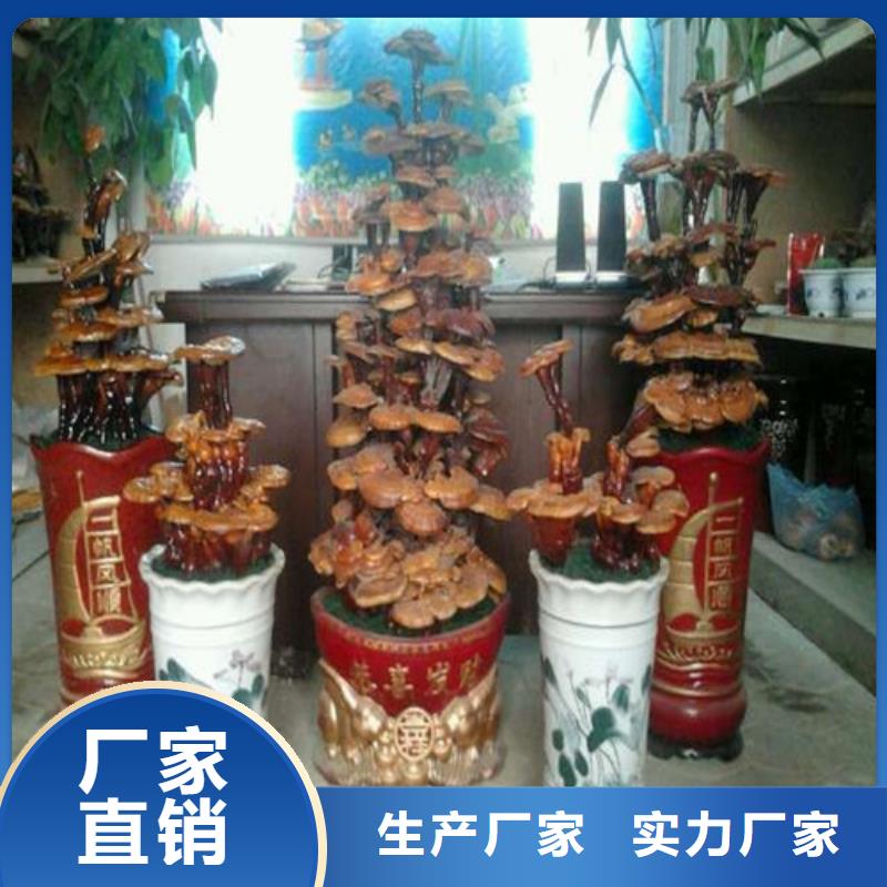 靈芝孢子粉供應廠家