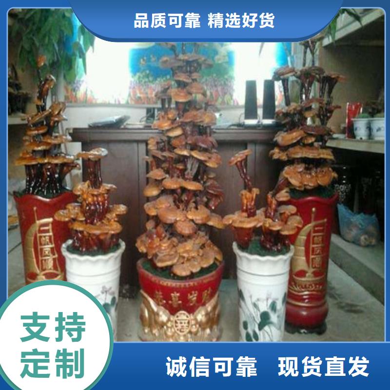 服務周到的靈芝孢子粉基地