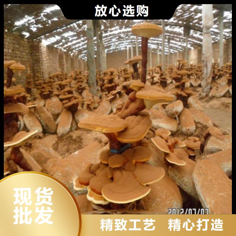 靈芝粉批發(fā)價格