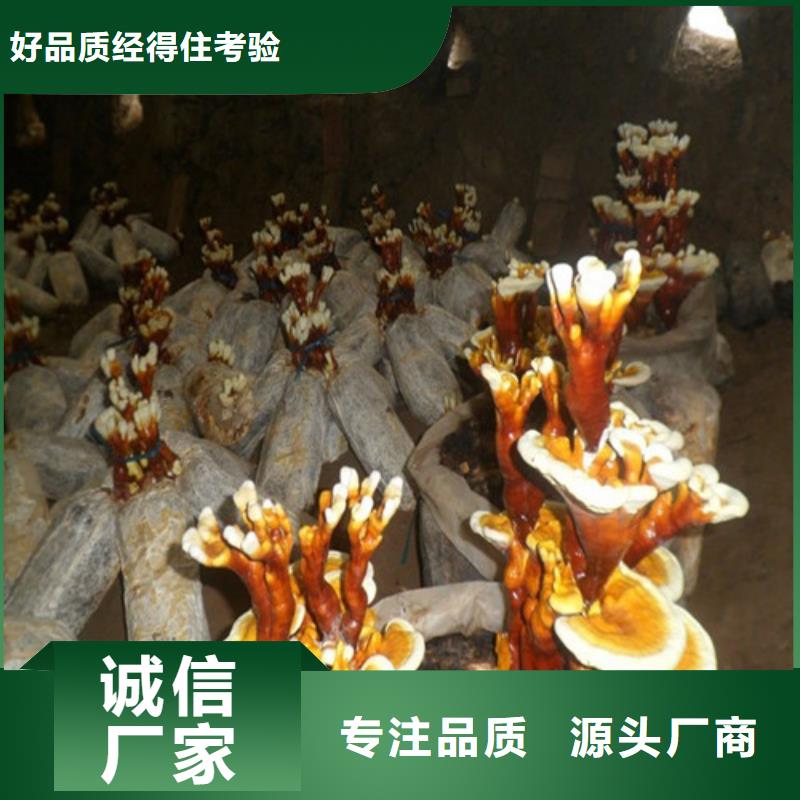 靈芝孢子粉多年專注